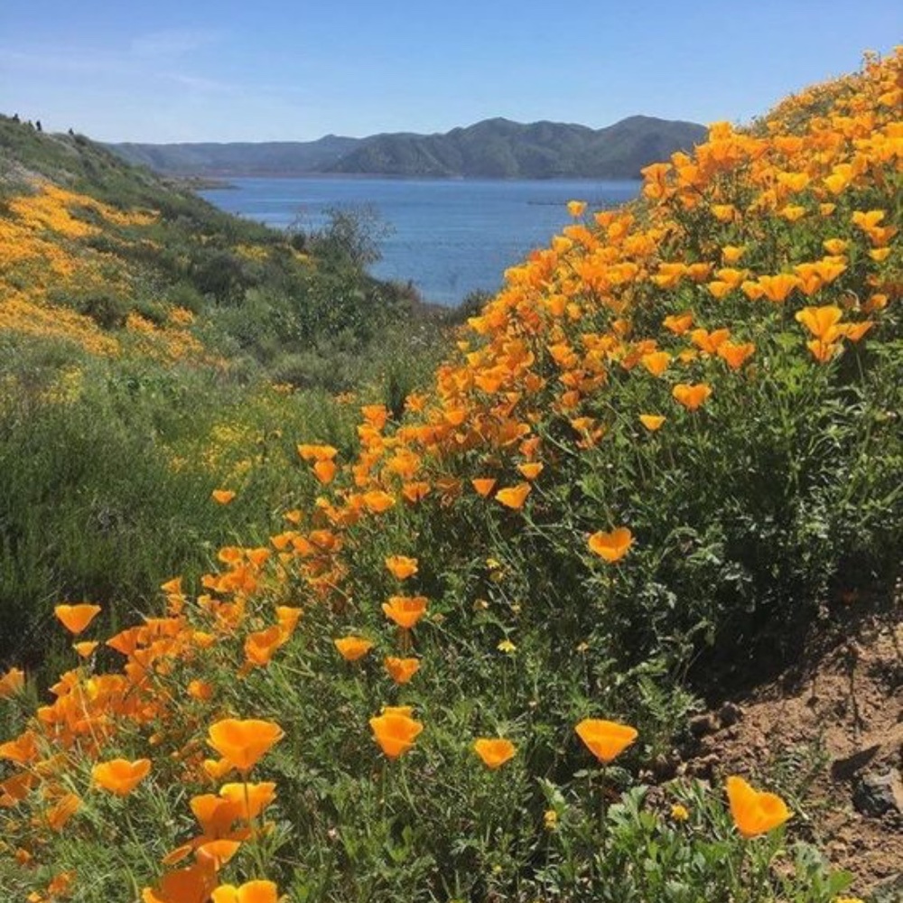 Meet your Posher, Olivia ann